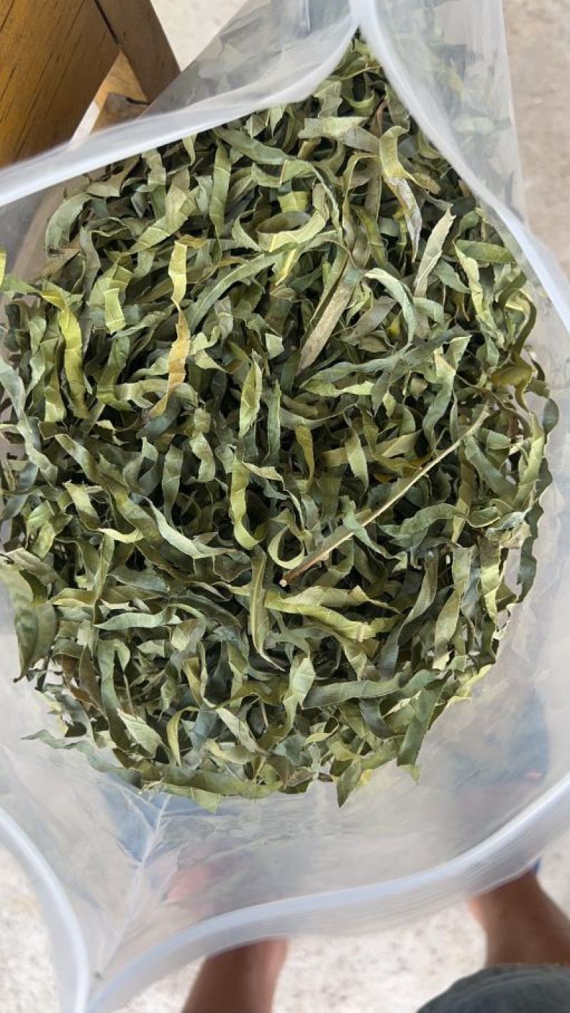 【金花茶干叶子】种植场源头发货无中间商货源批发零售