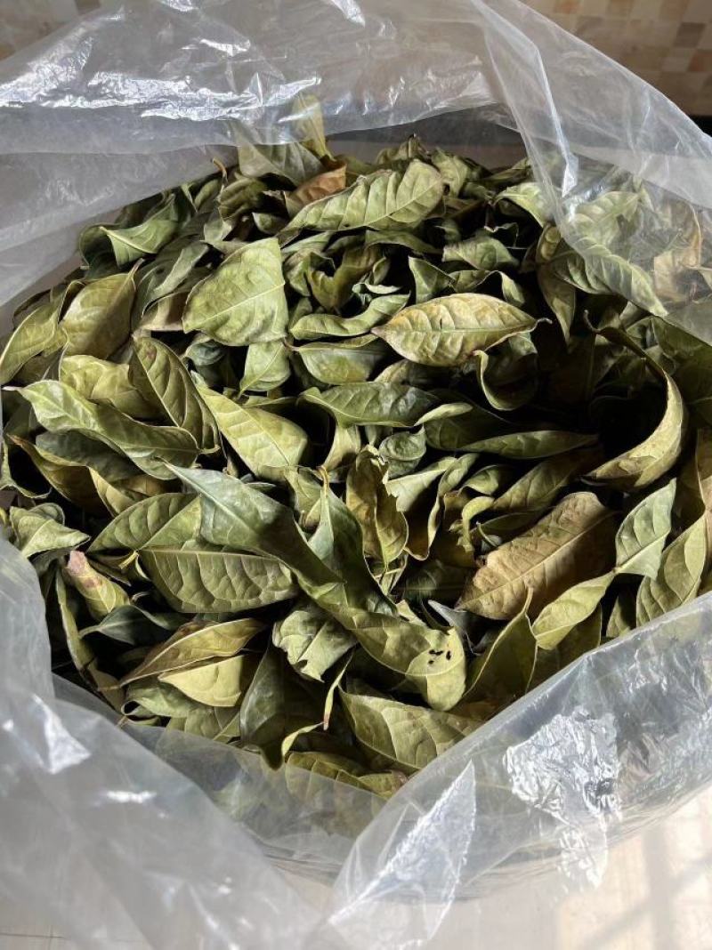 【金花茶干叶子】种植场源头发货无中间商货源批发零售