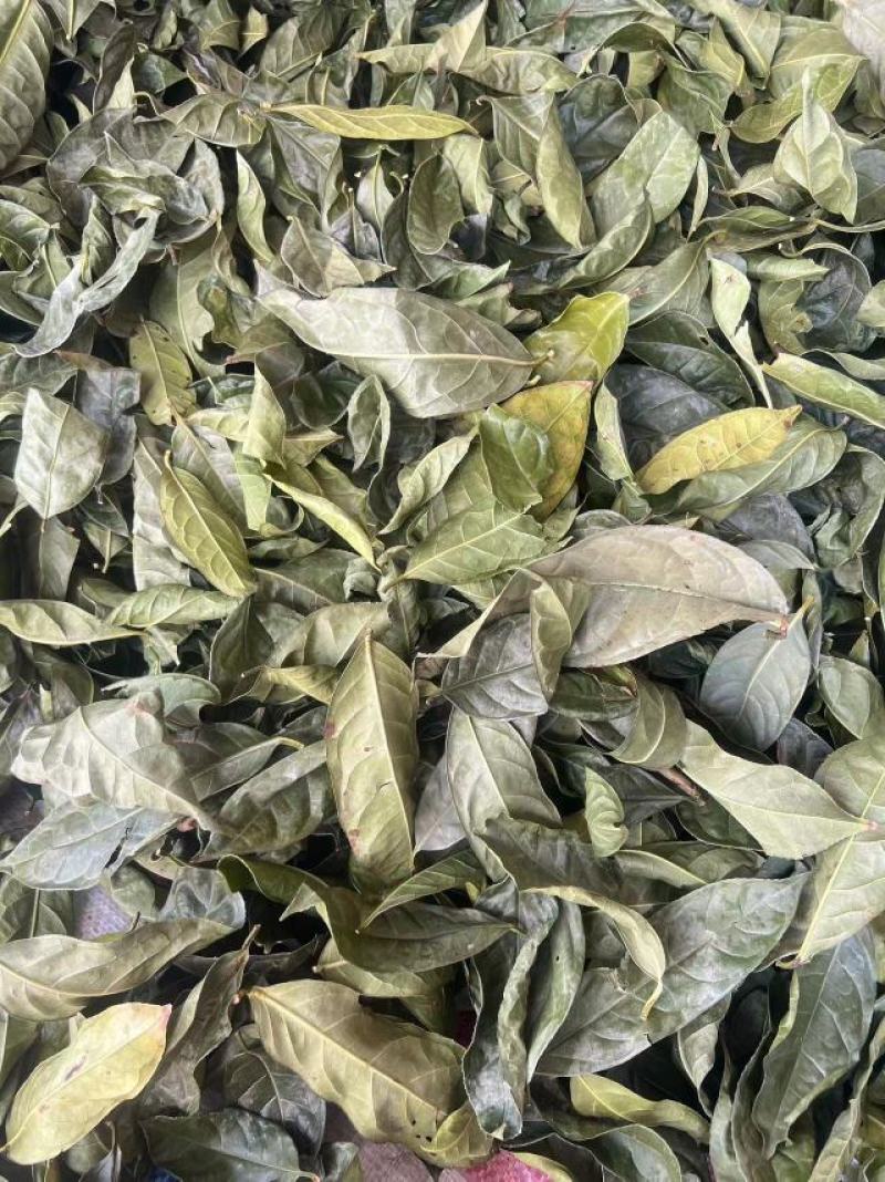 【金花茶干叶子】种植场源头发货无中间商货源批发零售