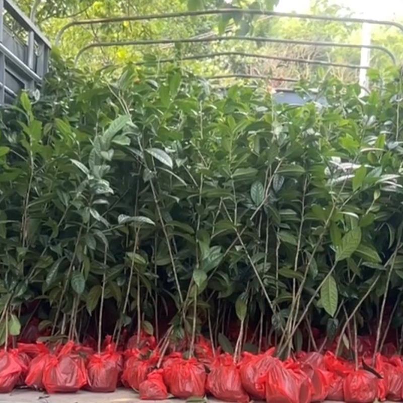 【金花茶树苗】广西防城港种植基地直发可实地考察