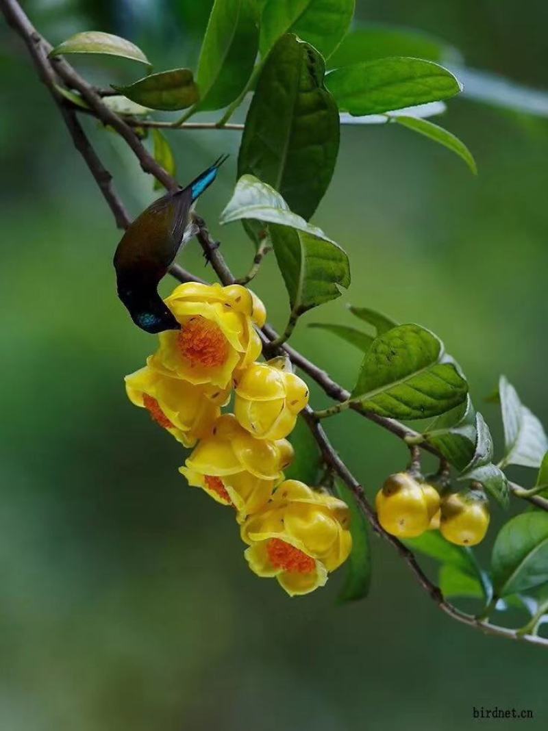 【金花茶树苗】广西防城港种植基地直发可实地考察