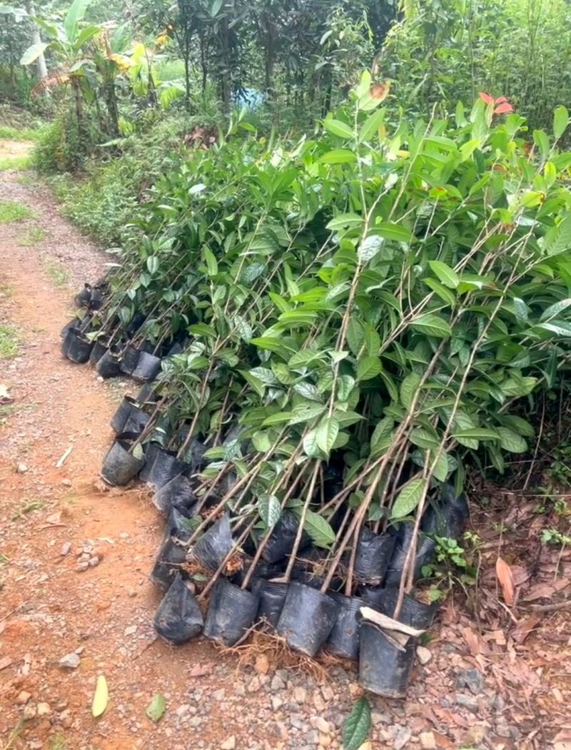 【金花茶树苗】广西防城港种植基地直发可实地考察