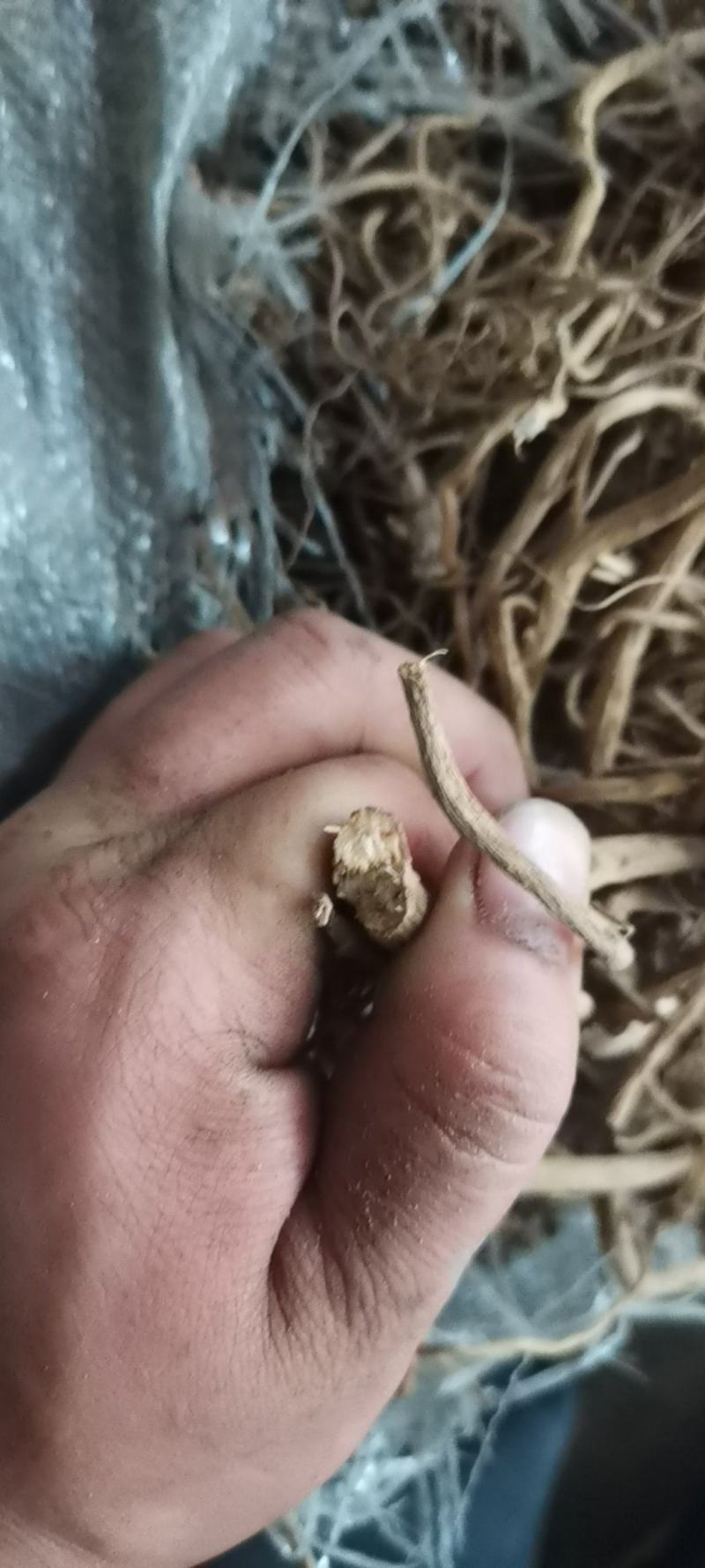 贵州中药材土牛膝牛克膝干净无杂产地直发