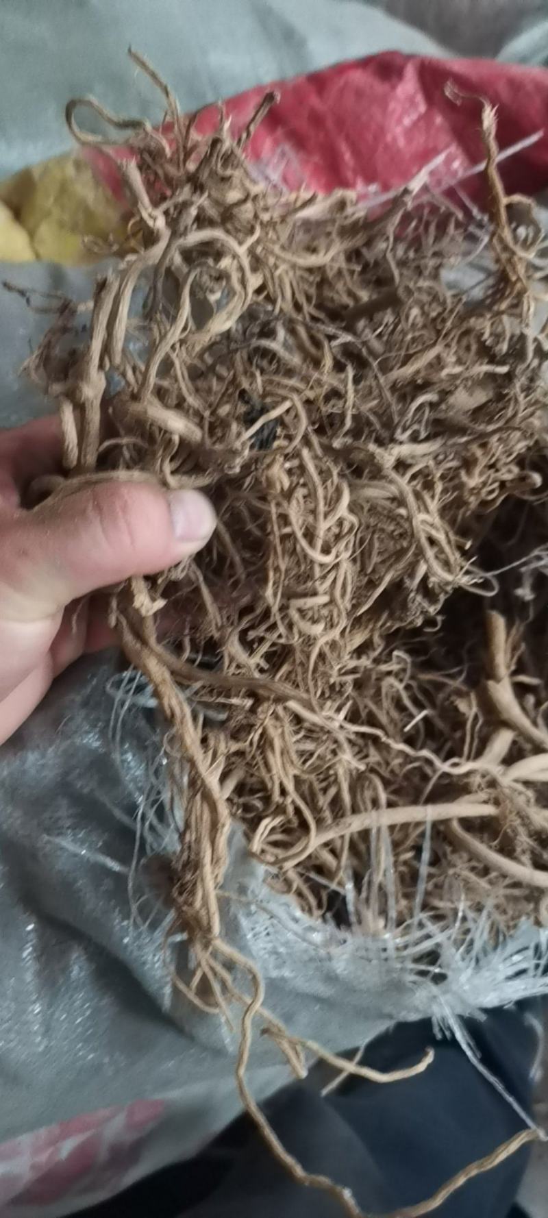 贵州中药材土牛膝牛克膝干净无杂产地直发