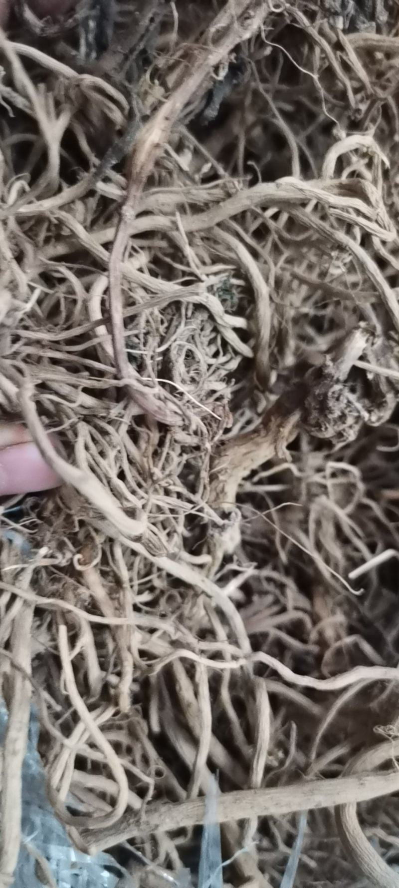 贵州中药材土牛膝牛克膝干净无杂产地直发