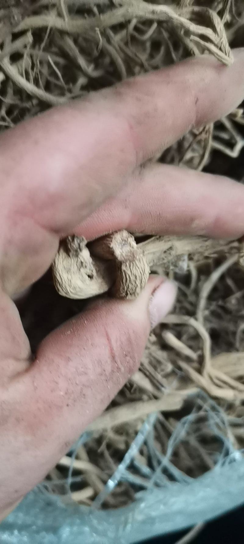 贵州中药材土牛膝牛克膝干净无杂产地直发