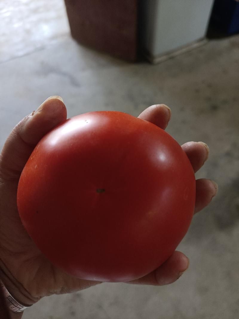 四川石头蕃茄色泽鲜亮自然红又圆又大