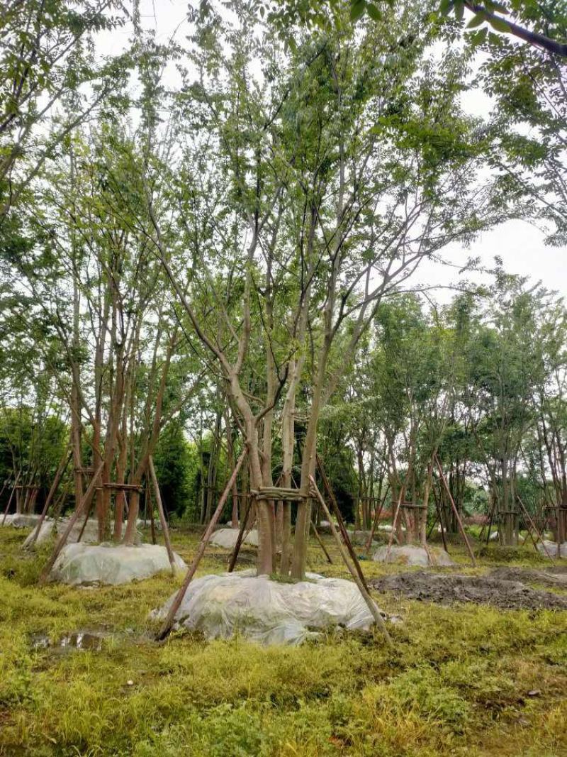 四川丛生朴树品质保证基地发货欢迎联系视频看货