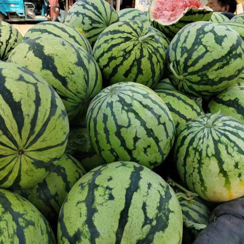 开封西瓜美都大量供应对接全国客商采购代发