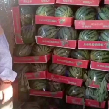 开封西瓜美都大量供应对接全国客商采购代发