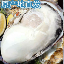 【精】大连生蚝现捞现发/肉质肥美规格齐全货源充足！！
