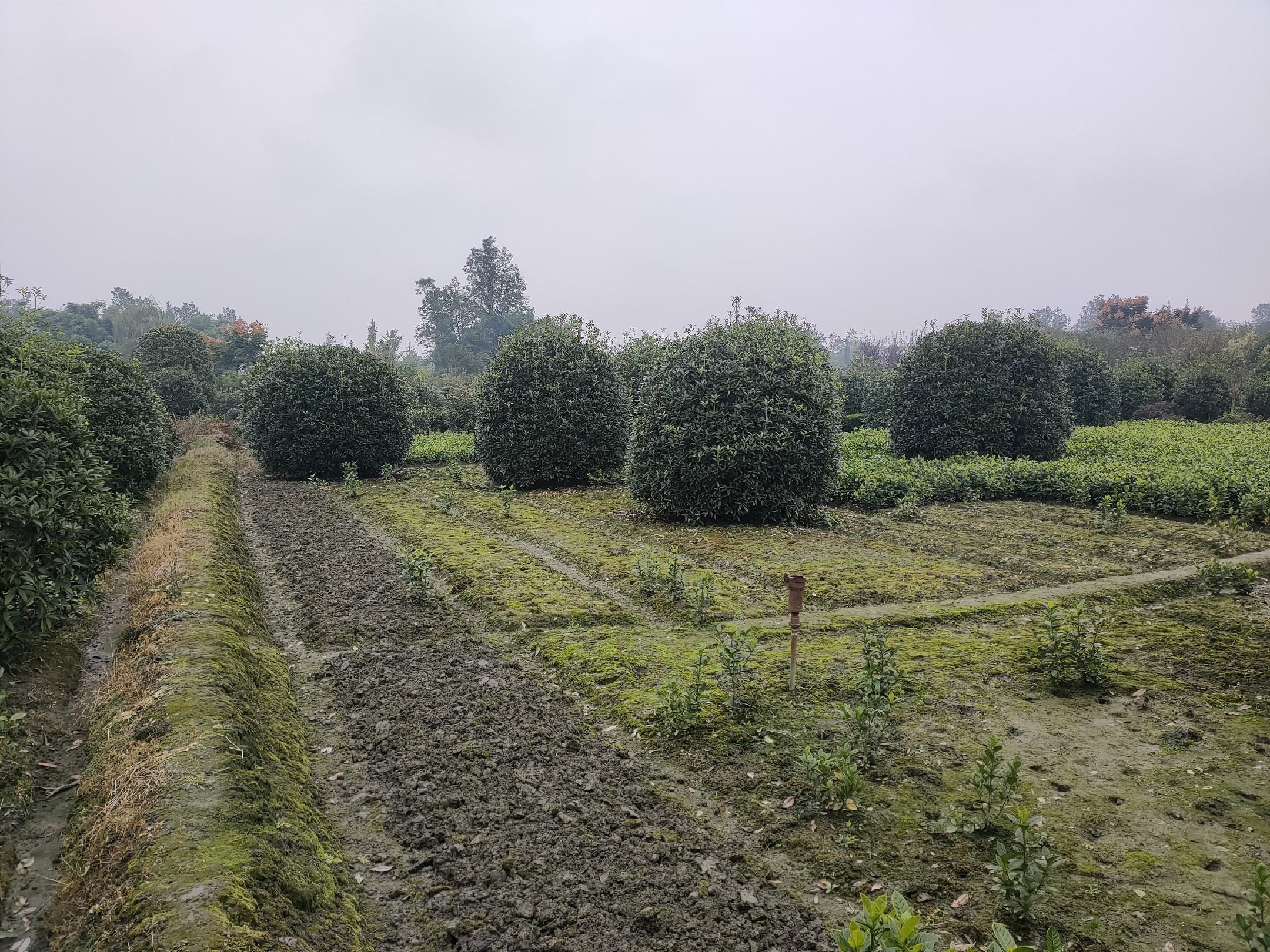 秋日公园中的丹桂小径