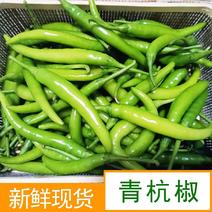 杭椒（好货）新鲜采摘大量有货保质保量产地一手货源