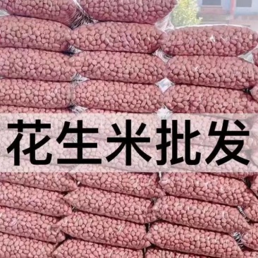 22年新鲜花生米5斤沈阳白沙中颗选小粒榨油生的批发厂家产
