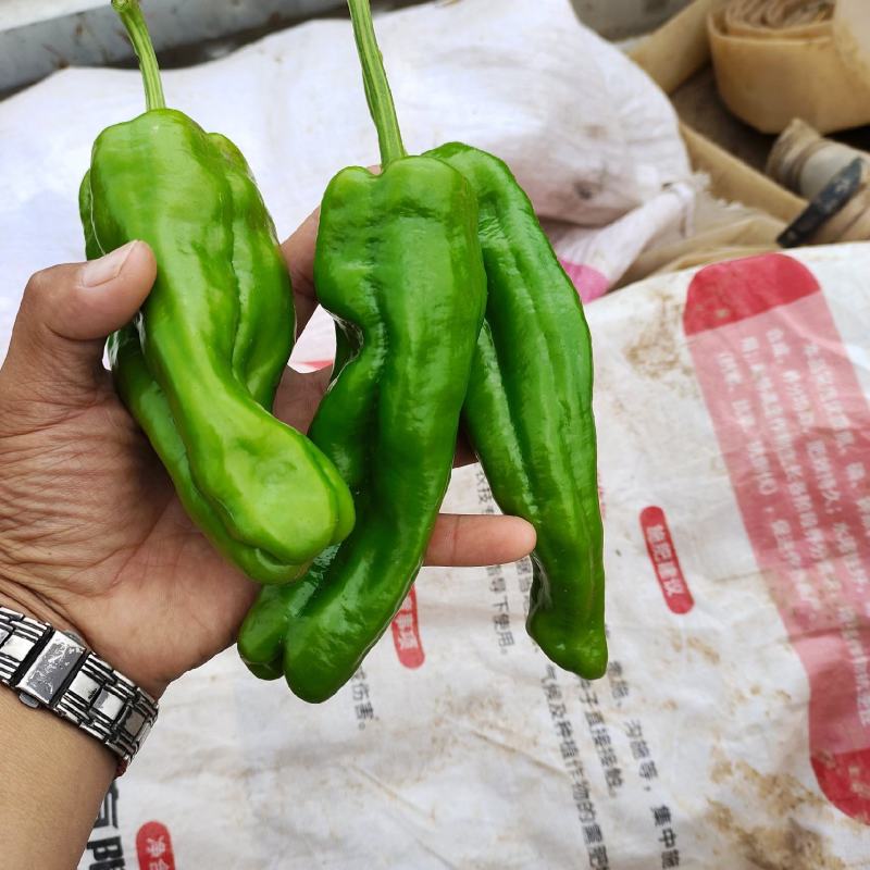 泡椒