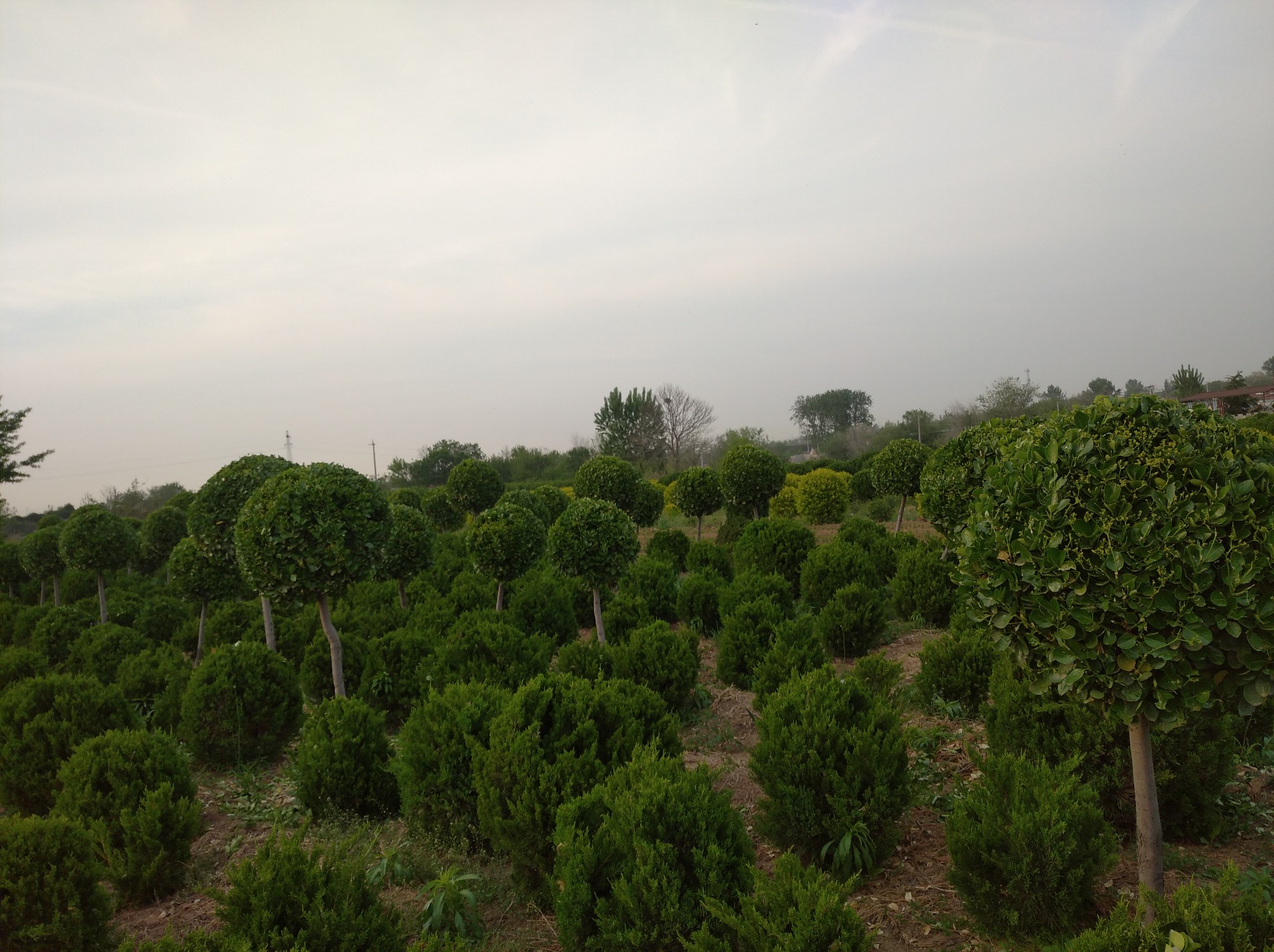 龙柏苗圃种植现场