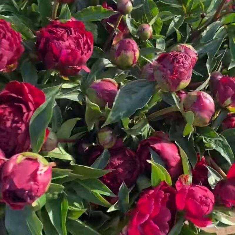 芍药鲜花