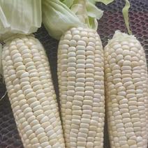 白玉米粘玉米糯米玉米大量上市日出10万金价格便宜