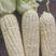 白玉米粘玉米糯米玉米大量上市日出10万金价格便宜