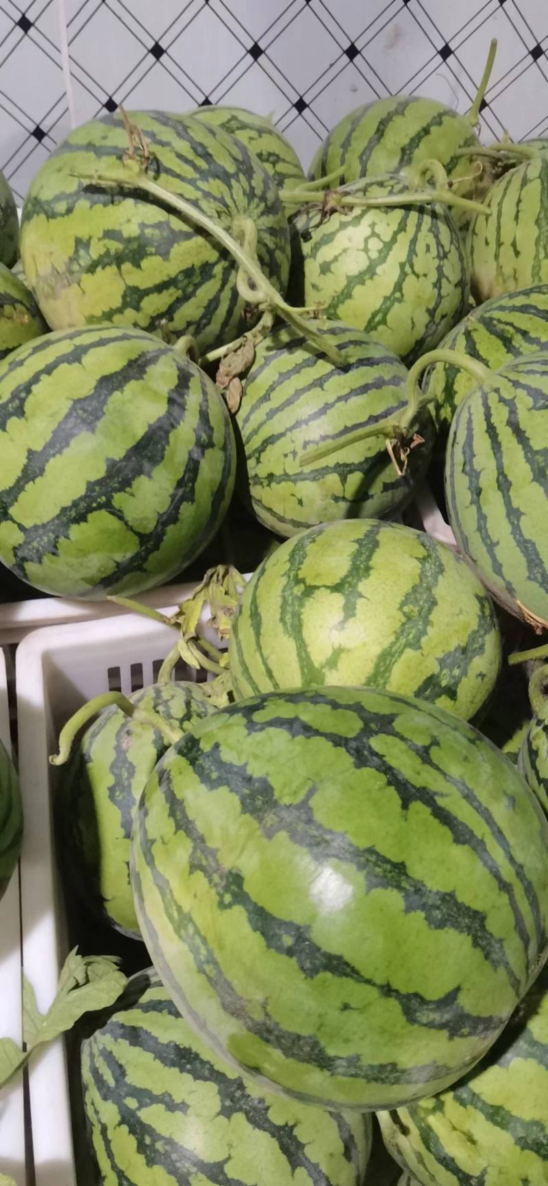 精品美都西瓜8424麒麟瓜江苏西瓜基地大量供应质优价廉