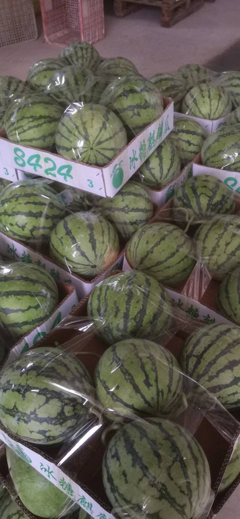 精品美都西瓜8424麒麟瓜江苏西瓜基地大量供应质优价廉