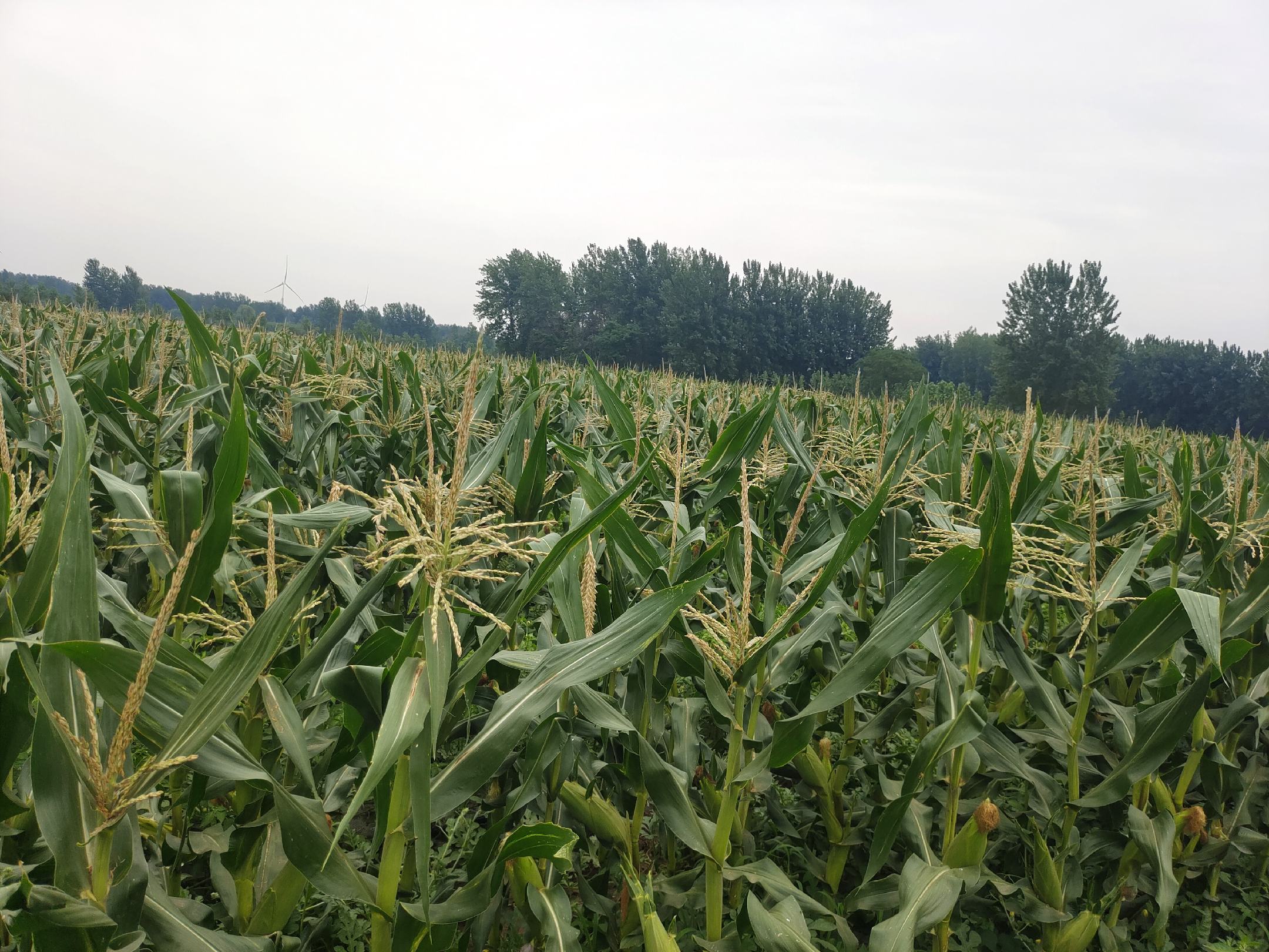 白糯玉米与黄糯玉米田间对比图