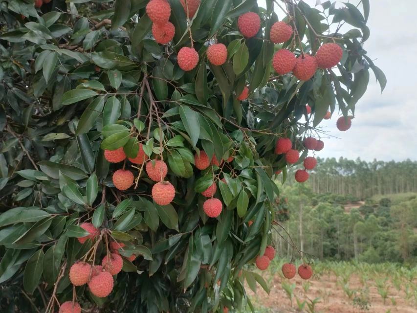 桂味荔枝采摘场景