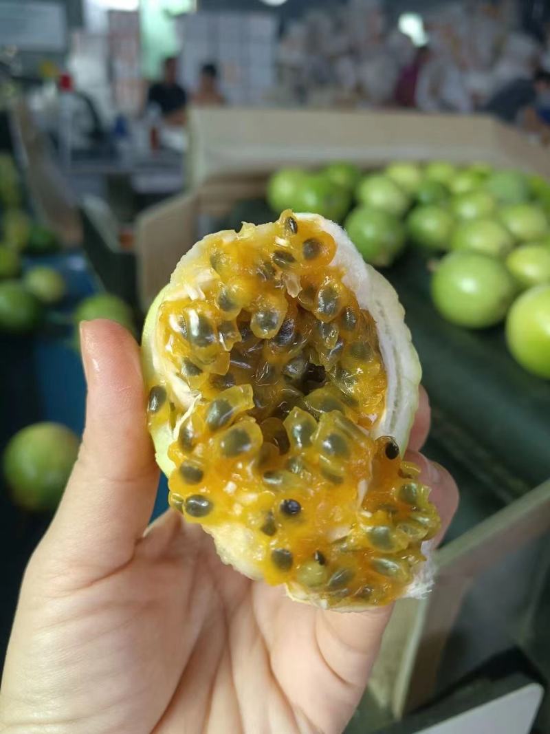 海南百香果钦蜜九号纯甜供应全国批发市场社区团购