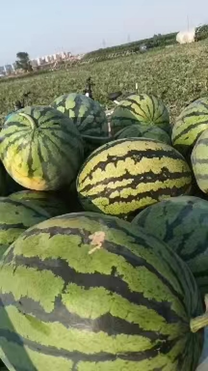 【热卖推荐】河北甜王西瓜大量供应产地直供量大从优欢迎来电