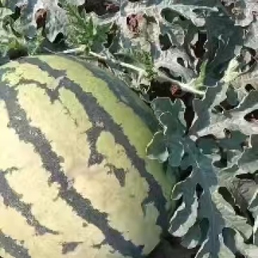 【热卖推荐】河北甜王西瓜大量供应产地直供量大从优欢迎来电