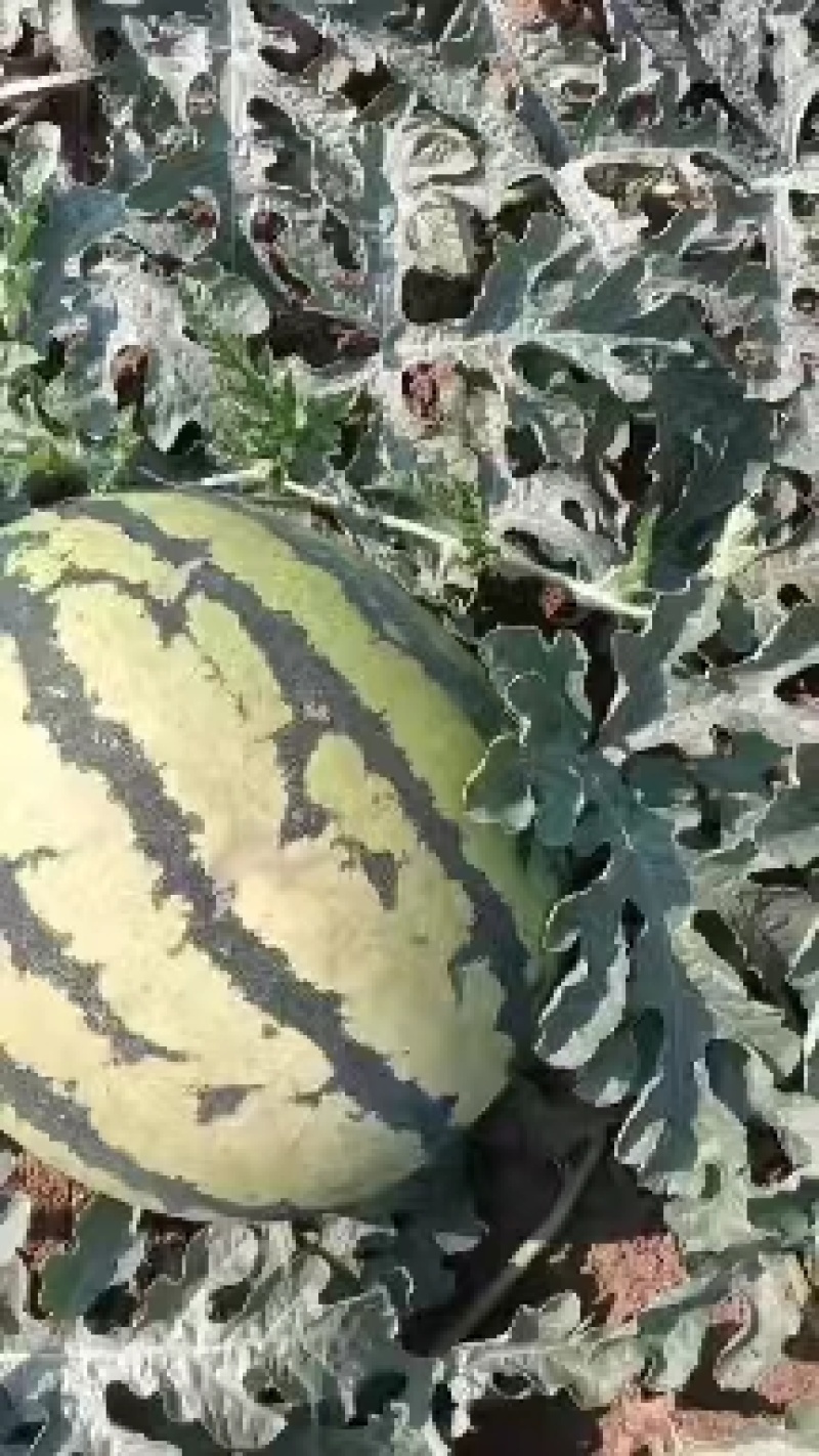 【热卖推荐】河北甜王西瓜大量供应产地直供量大从优欢迎来电