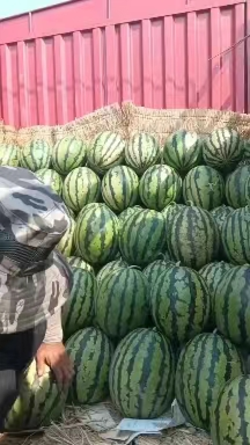 【热卖推荐】河北甜王西瓜大量供应产地直供量大从优欢迎来电