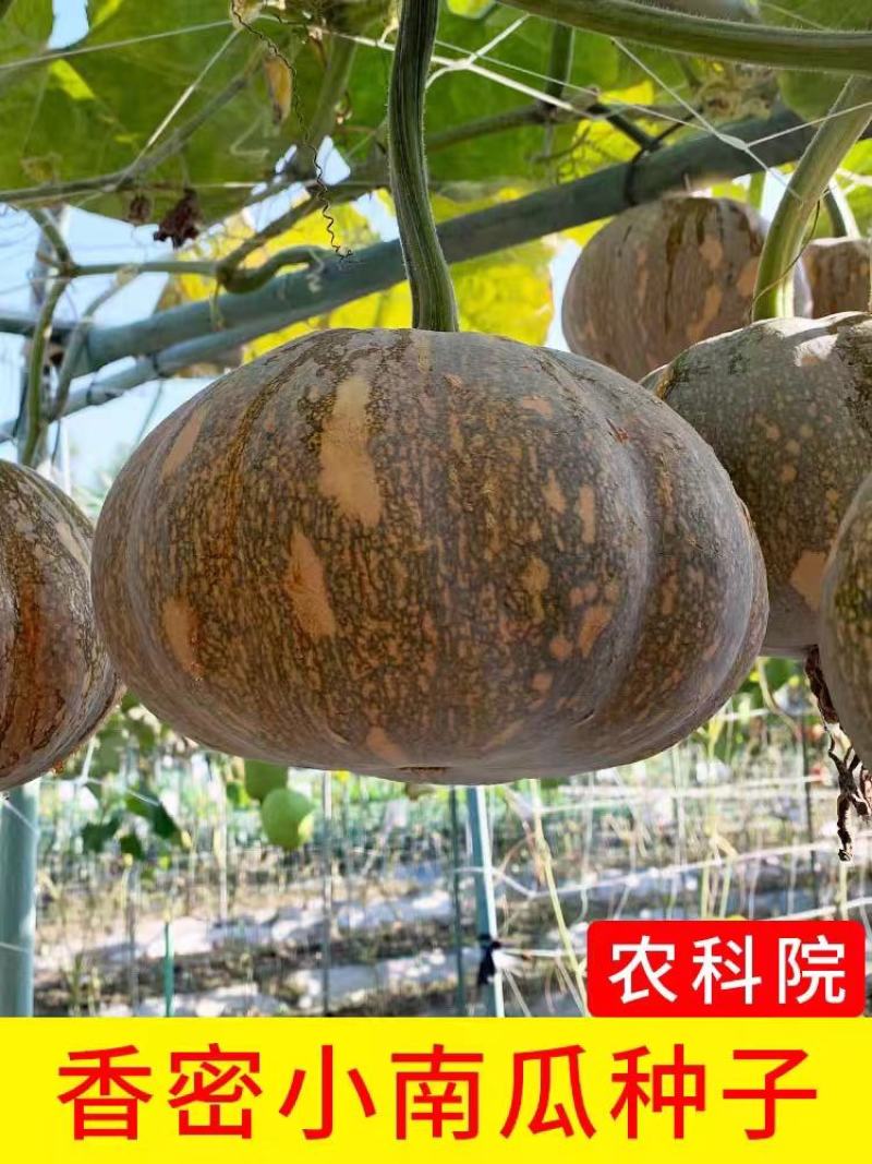 精品蜜本老南瓜支持产地视频看货欢迎大家订购