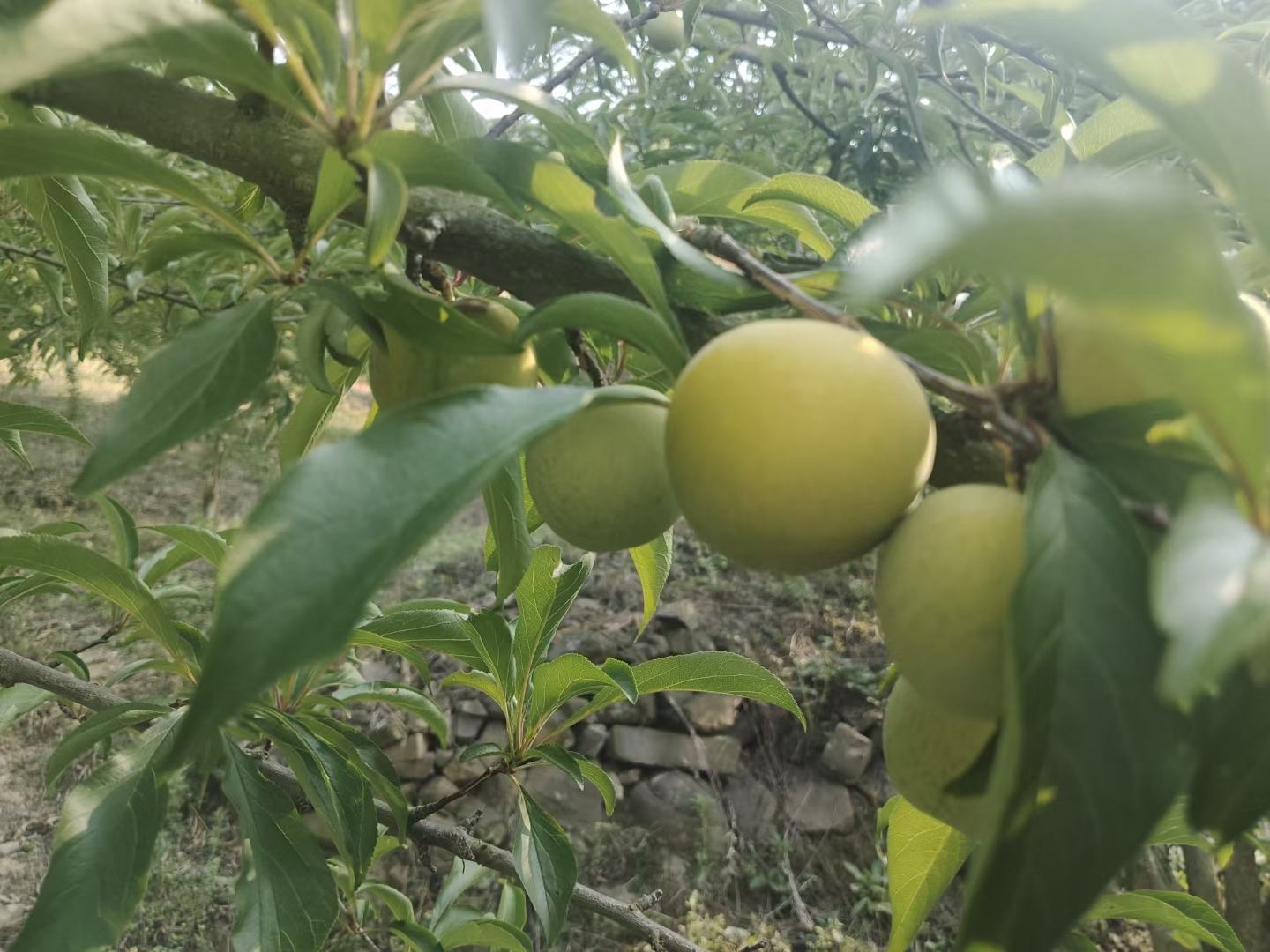 黑布林李子果园成熟果实特写