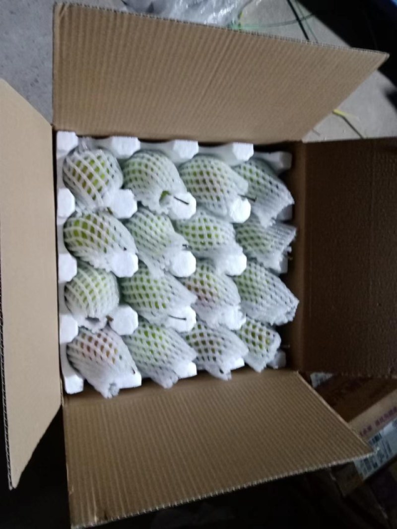 早酥梨，产地直发，支持一件代发