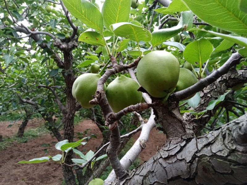 早酥梨，产地直发，支持一件代发