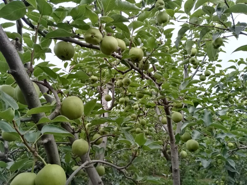 早酥梨，产地直发，支持一件代发