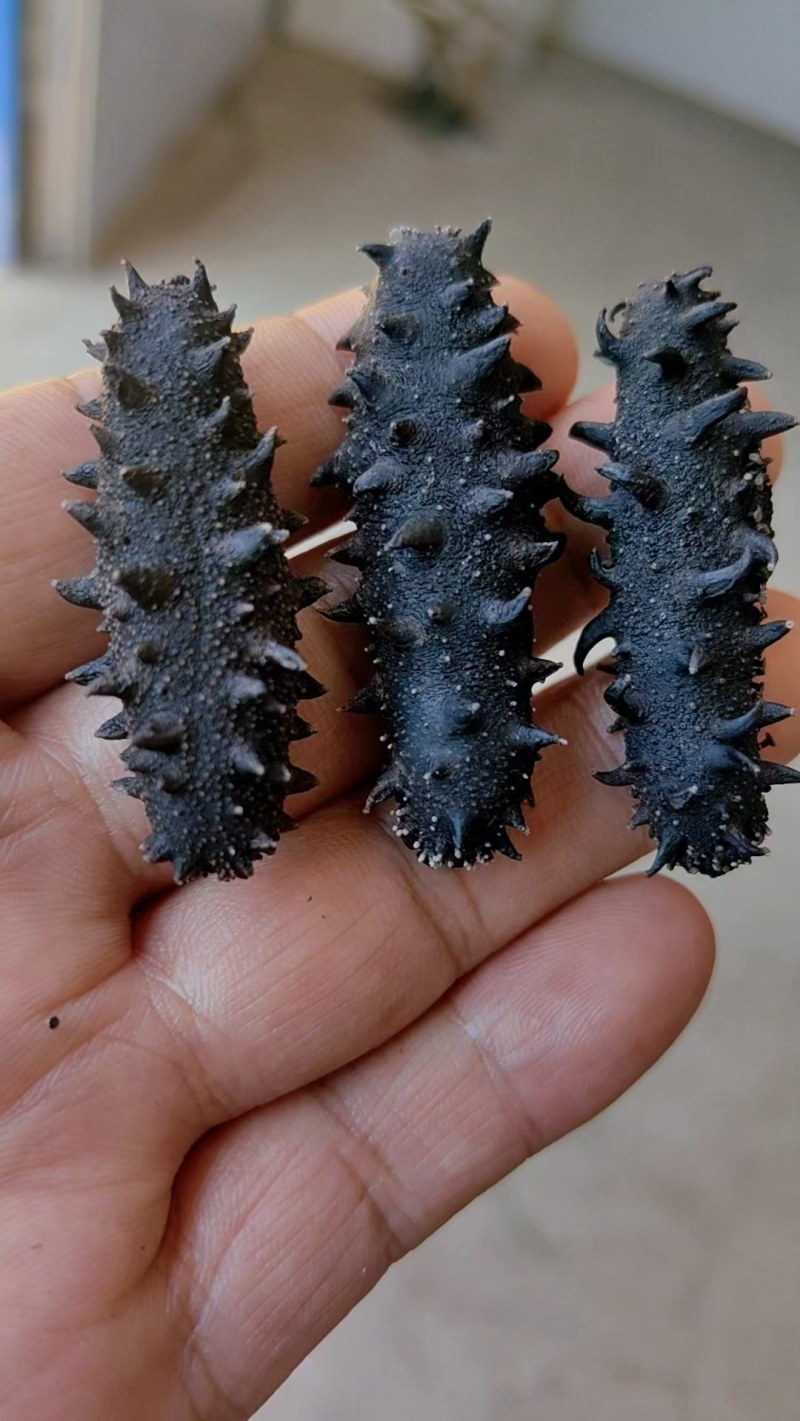 海参