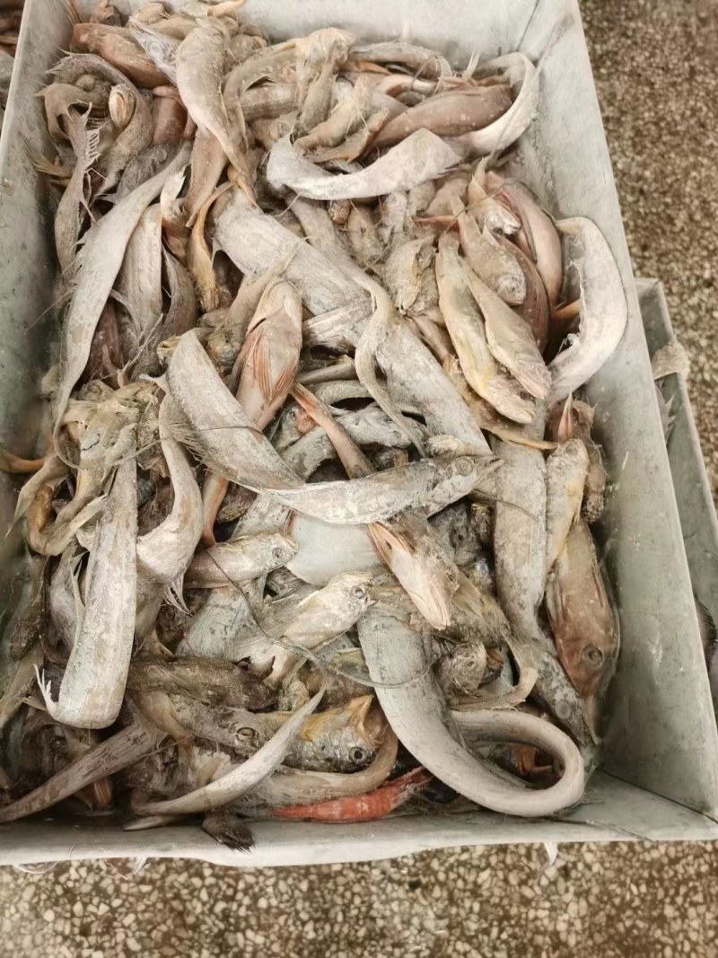 鱼