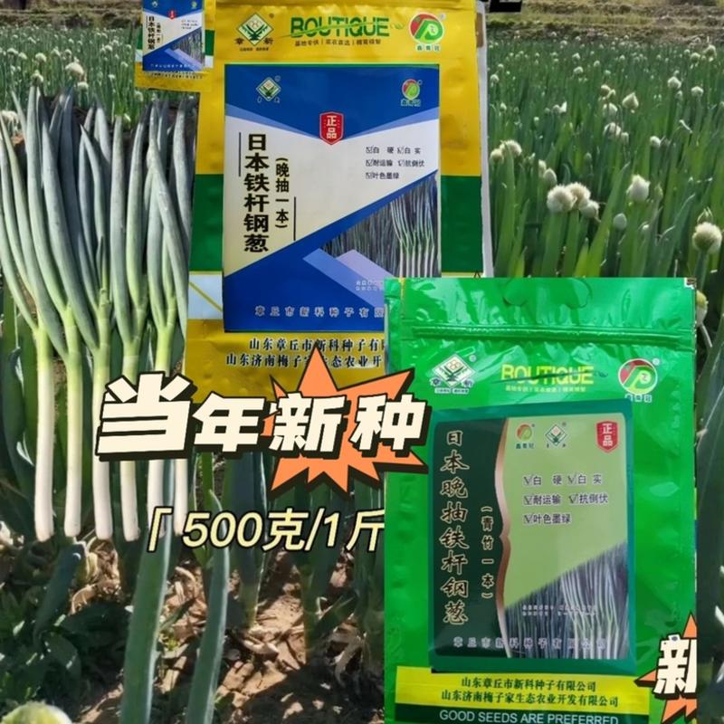 推荐日本钢葱（纯铁杆）保证质量，厂家栽培技术指导
