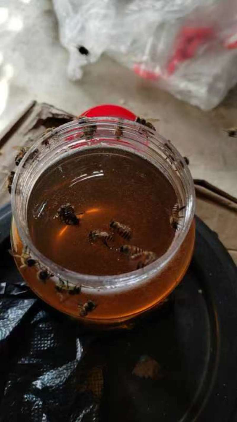 【精品】福建土蜂蜜，中蜂蜂蜜，质量保证，欢迎视频来电选购