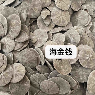 中药材批发海金钱产地直售批发价格保真保量