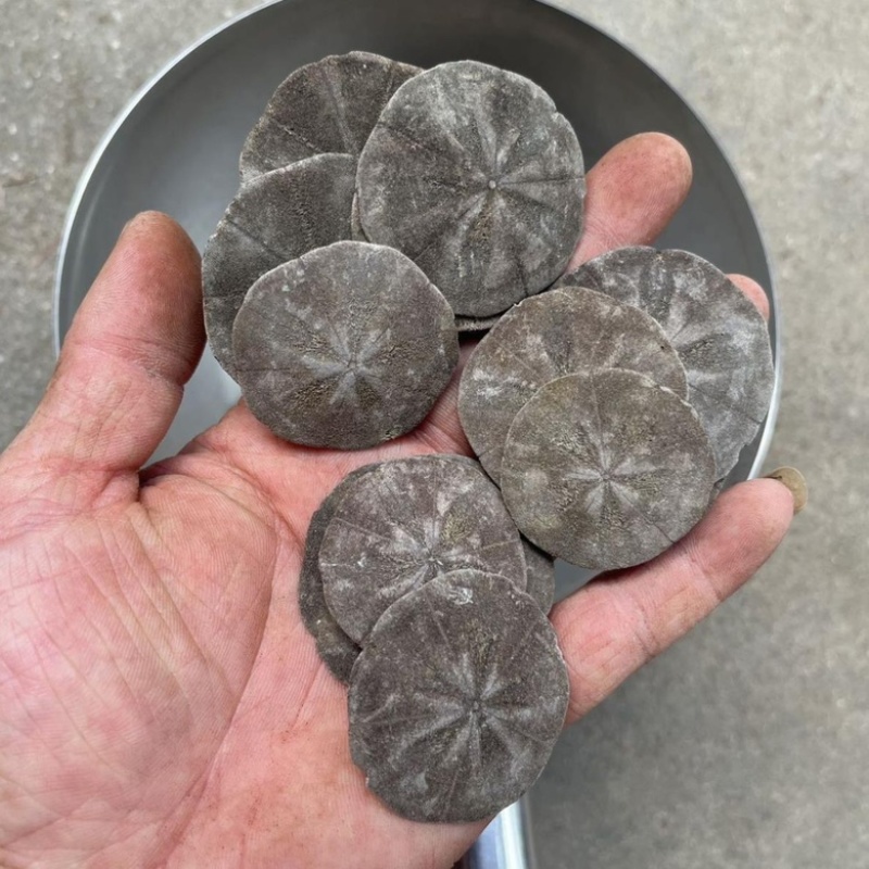 中药材批发海金钱产地直售批发价格保真保量