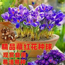 精品藏红花种球，产地直发，一手货源，量大从优，全国发货