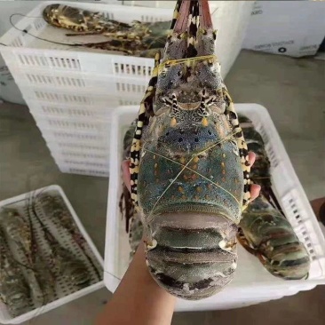 东山岛大花龙虾鲜活速冻大龙虾特大海虾厂家直发