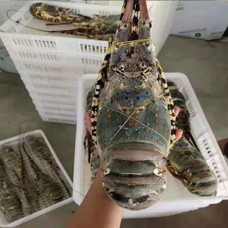 东山岛大花龙虾鲜活速冻大龙虾特大海虾厂家直发