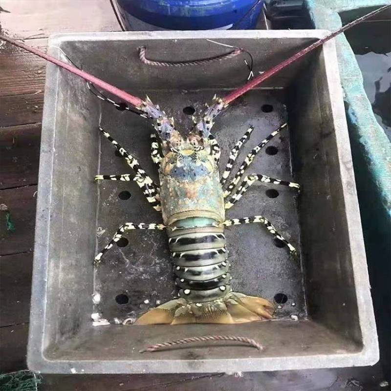 东山岛大花龙虾鲜活速冻大龙虾特大海虾厂家直发