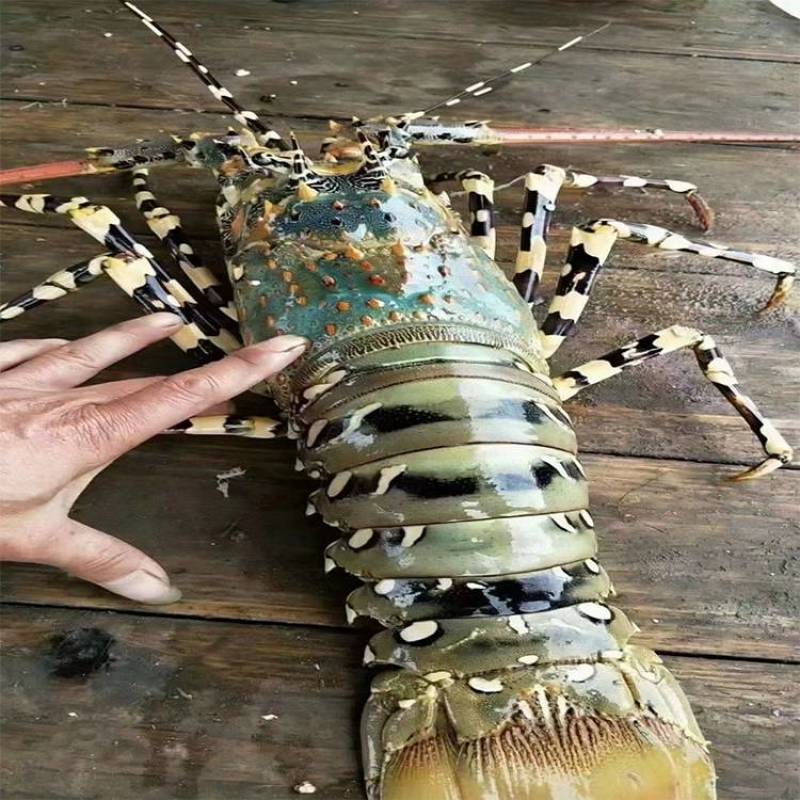 东山岛大花龙虾鲜活速冻大龙虾特大海虾厂家直发