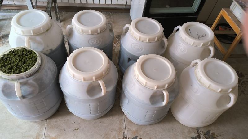 内蒙古呼伦贝尔野生韭菜花酱是呼伦贝尔大草原上特产。