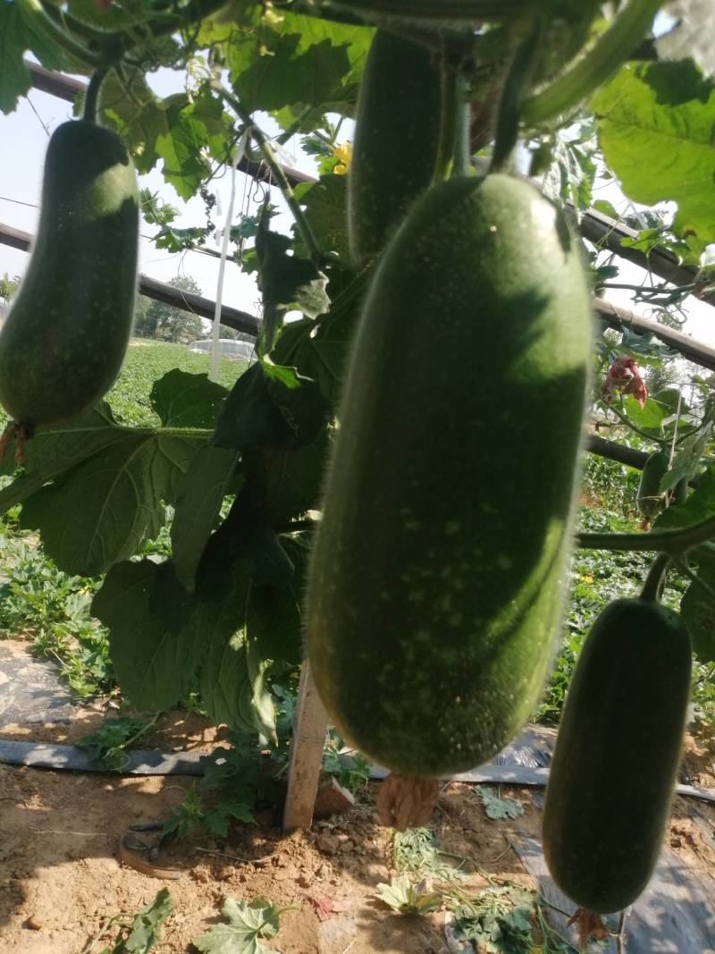 冬瓜青皮吊冬瓜现货供应商，质量好价格低欢迎光临